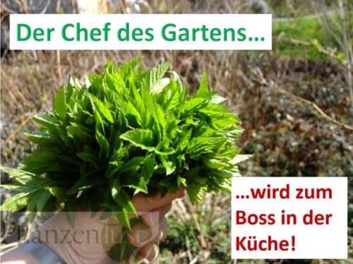 Der Chef im Garten wird Boss in der Küche