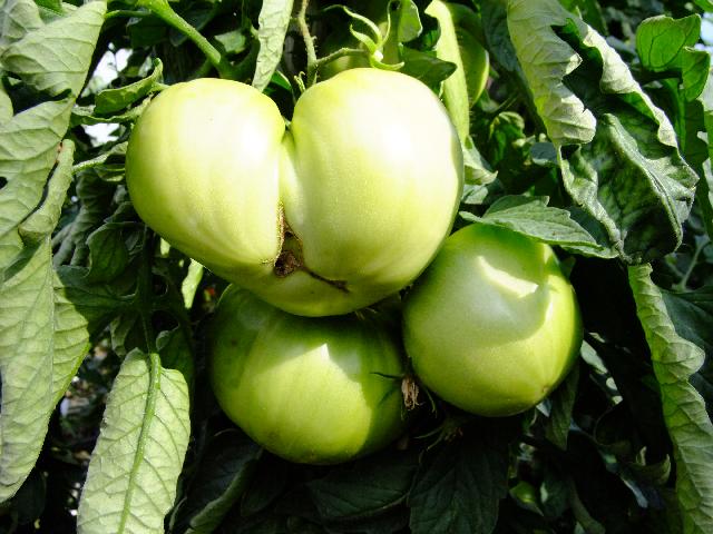 Grüne Tomaten | Karin Greiner - Pflanzenlust