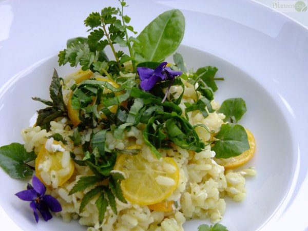 Grünes Zitronen-Risotto