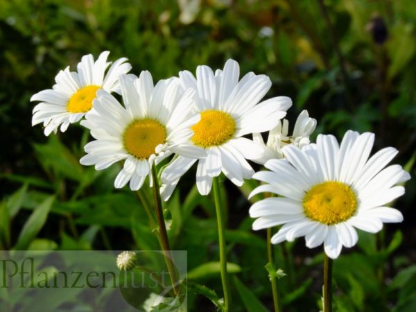 Margeriten