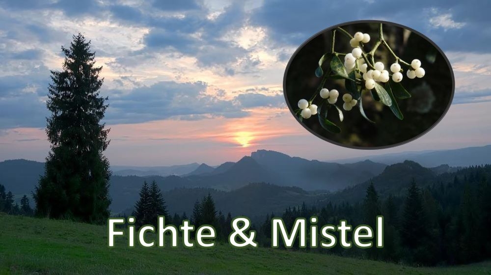 PiF Fichte und Mistel November 2023