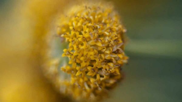 600 Rainfarn Samen – SemiSauvage Permakultur, Insektenabwehrend, Dekorativ, Reproduzierbar