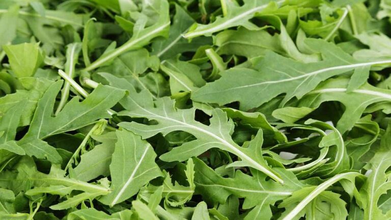 Von der Rauke zum Rucola Karin Greiner Pflanzenlust