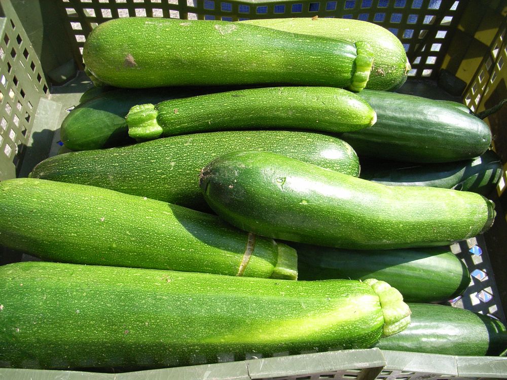 Zucchini